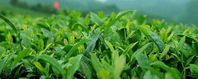 茶葉收藏怎麼保存 如何存放茶葉