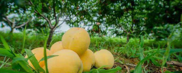黃桃怎麼保存到冬天 存放黃桃的方法