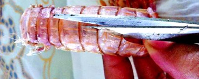 琵琶蝦的去皮方法 琵琶蝦的功效與作用