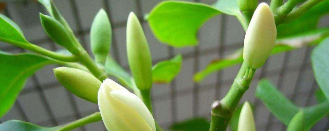 白蘭菊的養殖方法 白蘭菊的養殖方法介紹