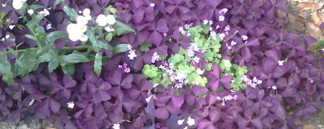 紫色幸運草栽培方法 紫色幸運草栽培方法是怎樣的