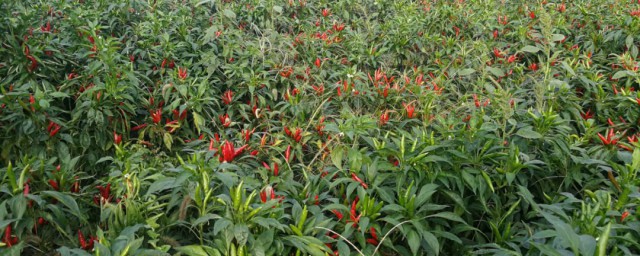 朝天椒移栽種植方法 如何種植朝天椒