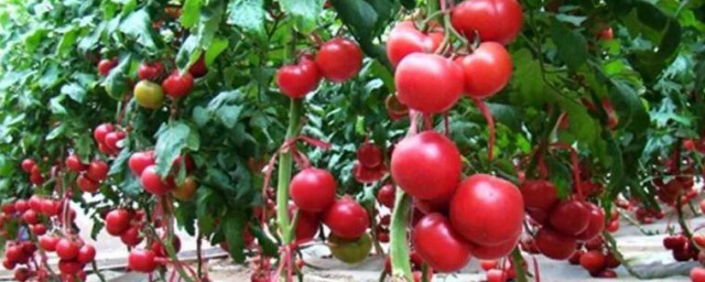 種植西紅柿的技巧 如何種植西紅柿