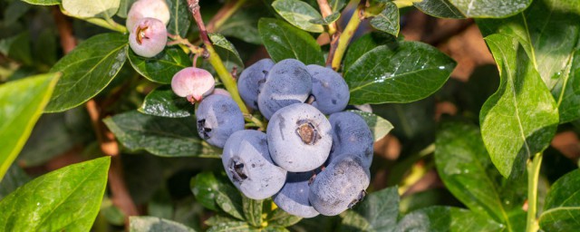 種植藍莓生活小竅門 藍莓如何施肥