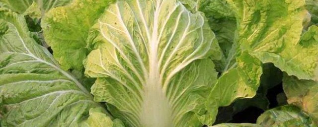 白菜最佳種植技巧 白菜種植方法介紹