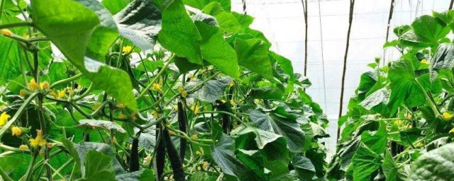 金玉蘭種植方法 金玉蘭菜種植技術