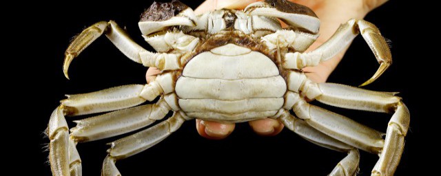 大閘蟹蒸法竅門 螃蟹怎麼蒸才正確