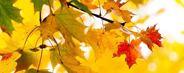 秋天的話語 關於秋天的話語有哪些