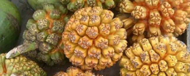 海菠蘿的種植方法 海菠蘿如何種植
