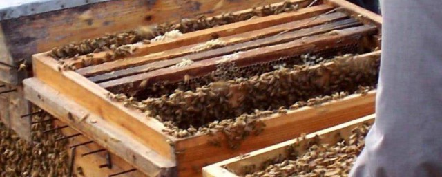 蜂群喂白糖方法 蜜蜂群喂白糖的正確方法