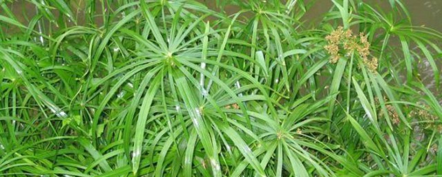 水竹的養殖方法 如何養殖水竹