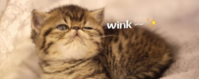 網絡語wink是什麼意思 發wink表情意味著什麼