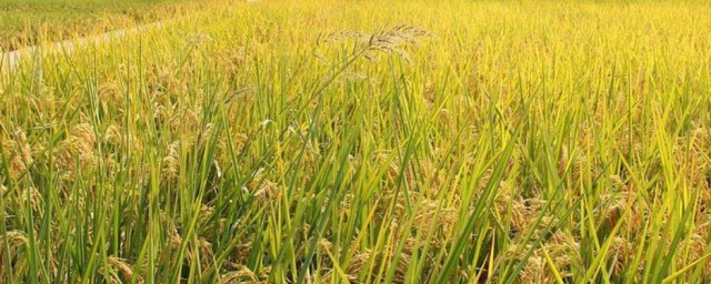 稻谷水土種植方法 稻谷如何種植