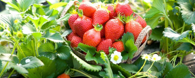 草莓壯苗新方法 草莓繁育壯苗的最好方法分享