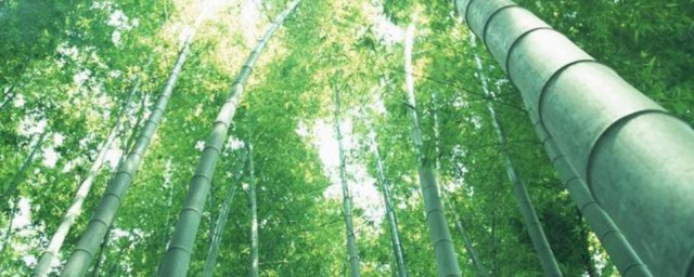 彎竹養殖方法 彎竹如何養殖