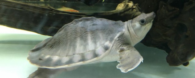 魚龜共養方法 魚龜混養應該怎麼做