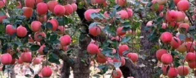蘋果樹種植的方法 蘋果樹如何種植