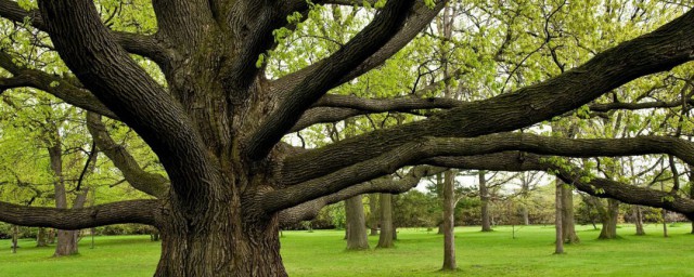 種橡樹的正確方法 掌握6個步驟可生長得枝繁葉茂