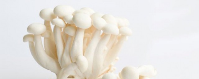 白玉菇培植方法 白玉菇如何培植