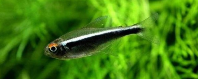 黑燈魚的飼養方法 黑燈魚如何飼養