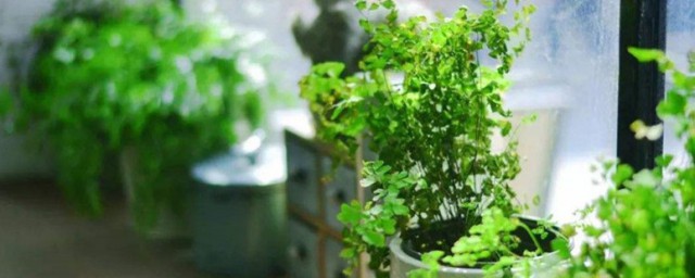 綠植的養護方法 怎麼養護綠植