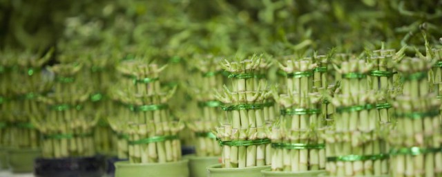 元寶竹水培養殖方法 應該怎麼培植元寶竹