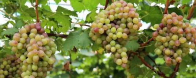 葡萄怎麼種植 葡萄種植方法
