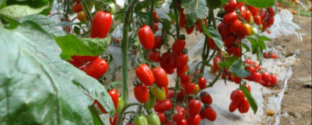 小番茄種子的種植方法 小番茄種子的種植方法是什麼
