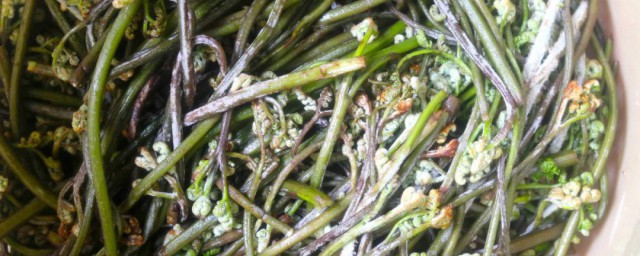 蕨菜怎麼長時間保存 蕨菜保存方法介紹