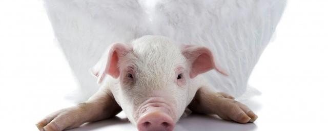 夢見小豬是什麼意思 夢見小豬的幾個意義