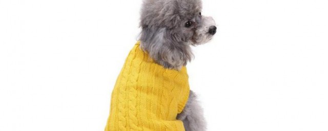 給小狗織毛衣的方法 給小狗織毛衣的方法介紹