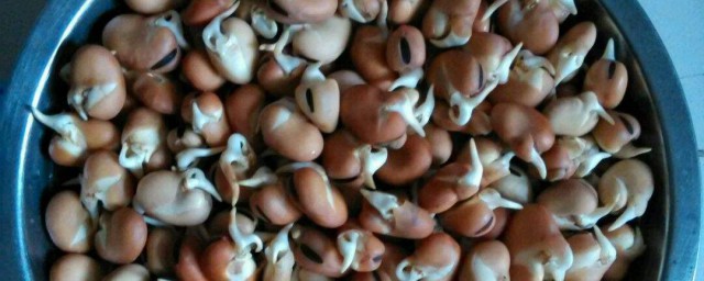 蠶豆催芽的正確方法 蠶豆種子催芽方法