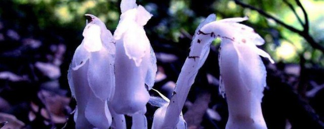 水晶蘭的栽培技巧 水晶蘭的栽培技巧有哪些