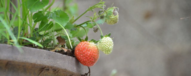 盆栽種植水果技巧 可以先從這五種水果著手