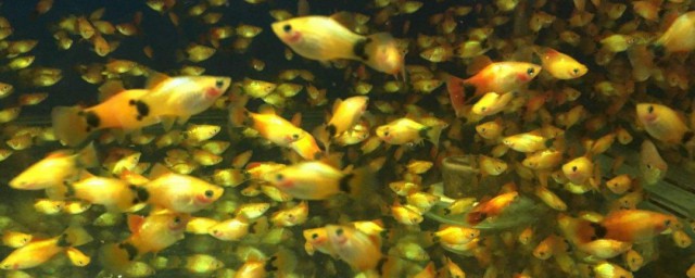金牡丹熱帶魚的養殖技巧 金牡丹魚怎麼養