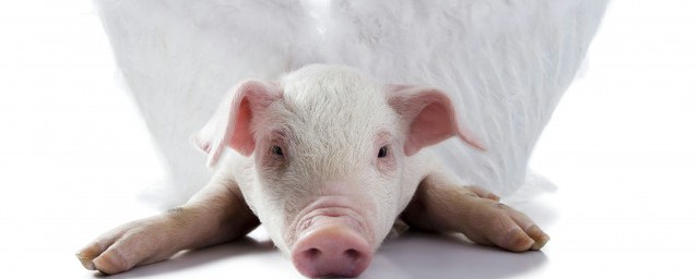 怎麼養豬 養豬的正確方法是什麼