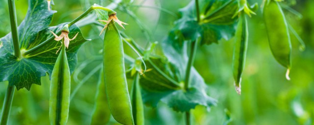 豌豆播種的方法有什麼 豌豆種後如何養護