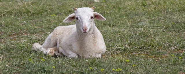 羊心怎麼做好吃 怎麼做羊心好吃