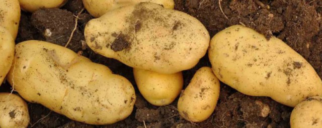 土豆怎麼保存 土豆的四種存放方法