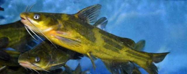 黃骨魚是什麼魚 黃骨魚的介紹