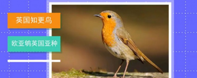 英國的動物國寶是什麼 英國國鳥是什麼