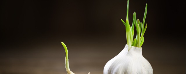 防止大蒜發芽的方法 這四種方法都很有用
