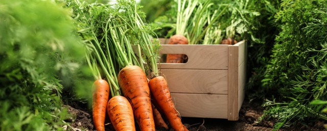 胡蘿卜的儲存方法 這六種方法都可用
