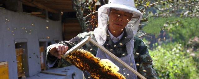 蜜蜂怎麼養 蜜蜂的養殖方法