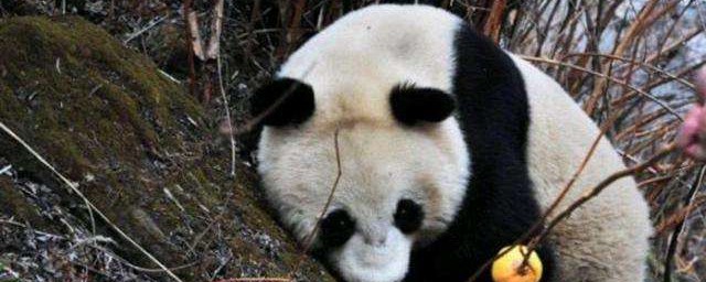 熊貓的生活習性或特點 熊貓的生活習性或特點簡單介紹