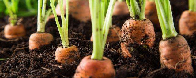 胡蘿卜怎麼種植 胡蘿卜種植方法介紹