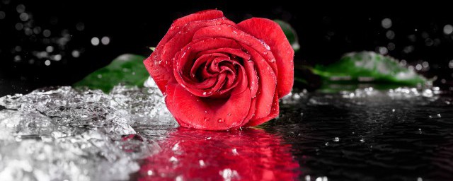 玫瑰花什麼時候開花 它有什麼特點