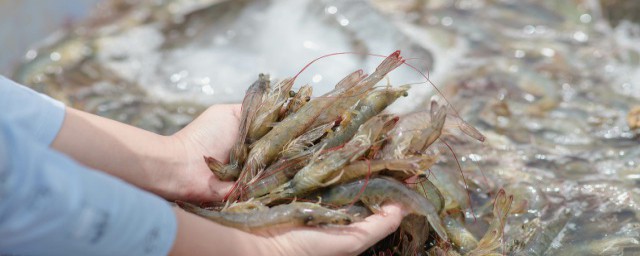 白灼蝦煮多久 白灼蝦需要煮多長時間
