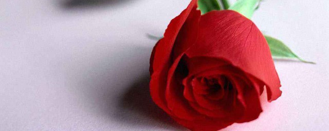 玫瑰顏色代表什麼意思 各顏色玫瑰花代表的含義