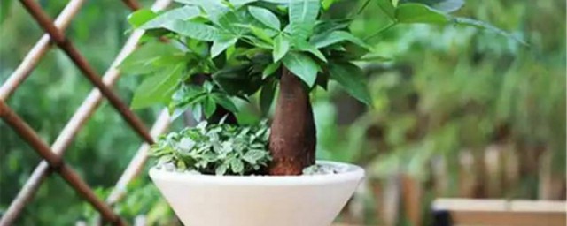 小型盆栽發財樹如何養護 小型盆栽發財樹養護方法